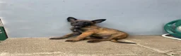 Belgian Shepherd Dog dogs for sale: 4 BELGIAN MALINOIS PUPPIES AVAILABLE - Advert 3