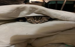 British Shorthair cats for sale: 4 Beautiful British Shorthair cross Kittens  - Image 26