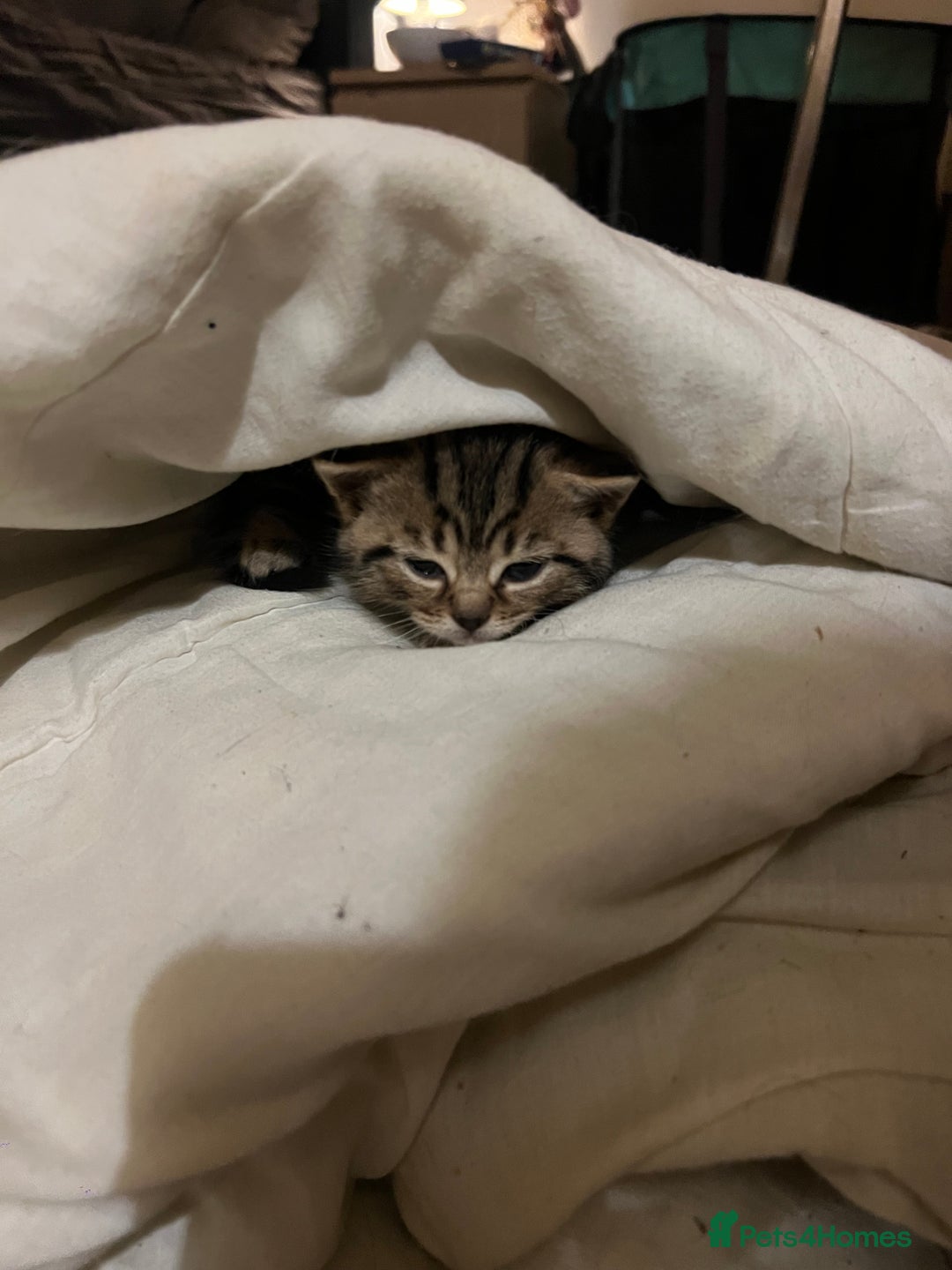 British Shorthair cats for sale: 4 Beautiful British Shorthair cross Kittens  - Image 26
