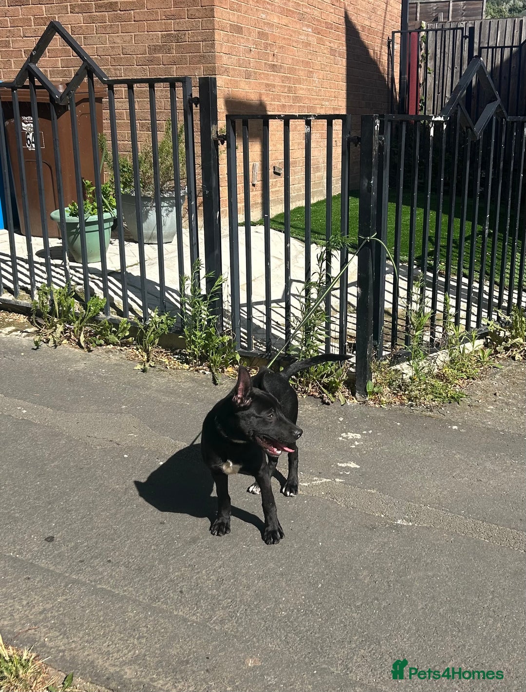 Belgian Shepherd Dog dogs for sale: Pirate  - Image 1