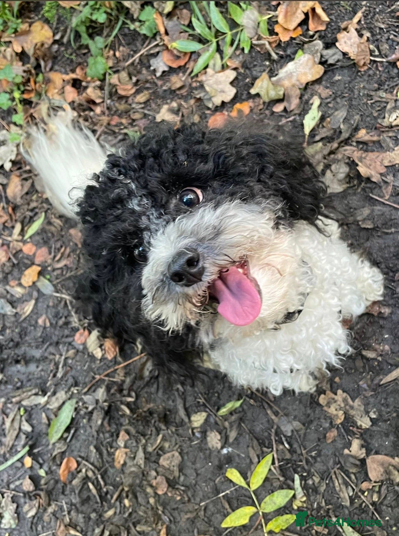 Toy Poodle dogs Gorgeous Black & White parti toy poodle in Saint Neots - Advert 10