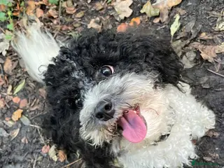 Toy Poodle dogs Gorgeous Black & White parti toy poodle in Saint Neots - Advert 19