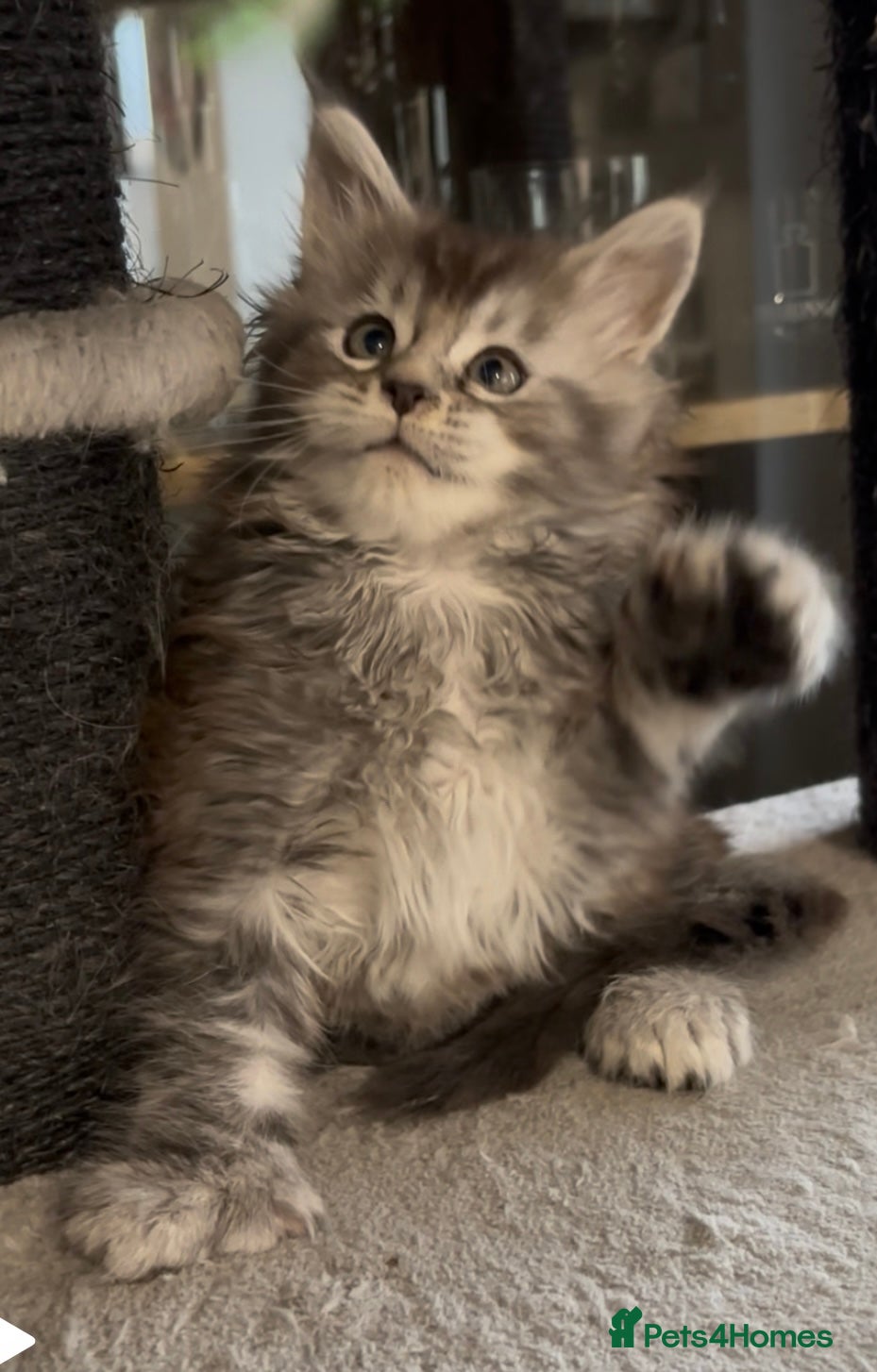 Maine Coon cats Maine Coon kittens polydactyl/non polydactyl  - Advert 3