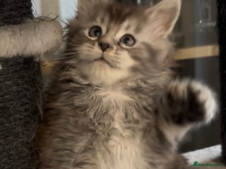Maine Coon cats Maine Coon kittens polydactyl/non polydactyl - Advert 10