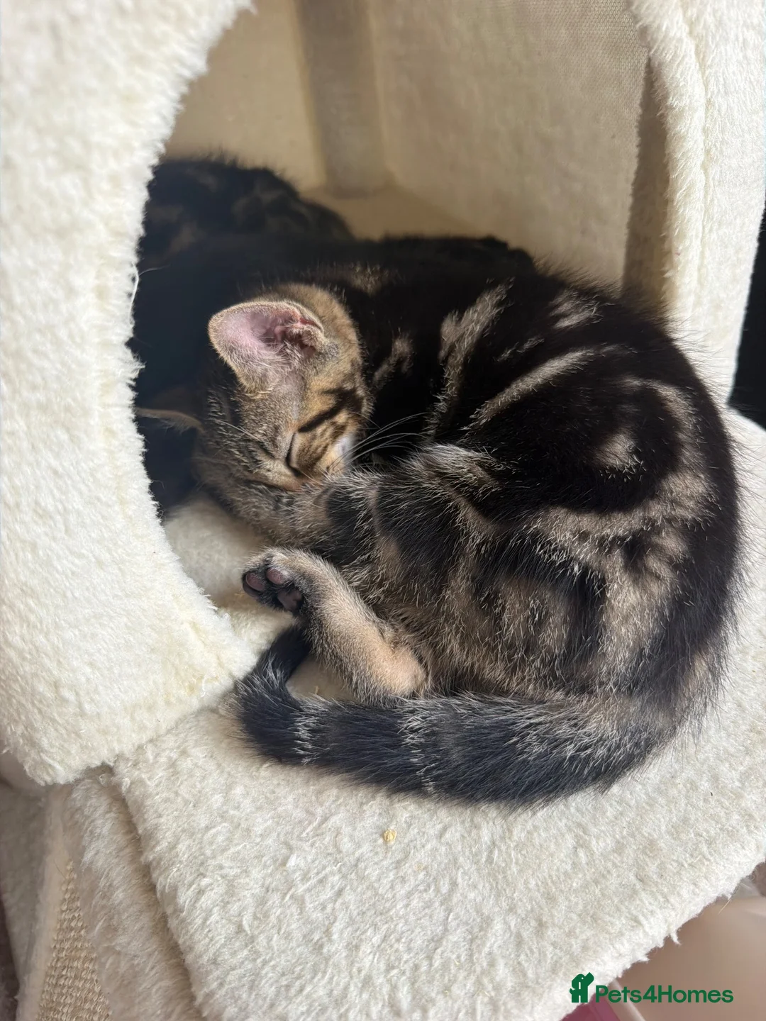 Mixed Breed cats for sale: Kittens for sale  in Bridgend - Advert 5