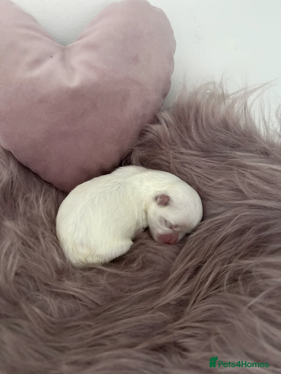 Maltese dogs for sale: ✨ Beautiful Maltese Puppies Korean Bloodlines 🤍 - Advert 2