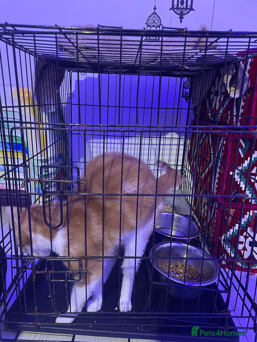 Mixed Breed cats for sale: ****** for sale comes with cage. - Image 4