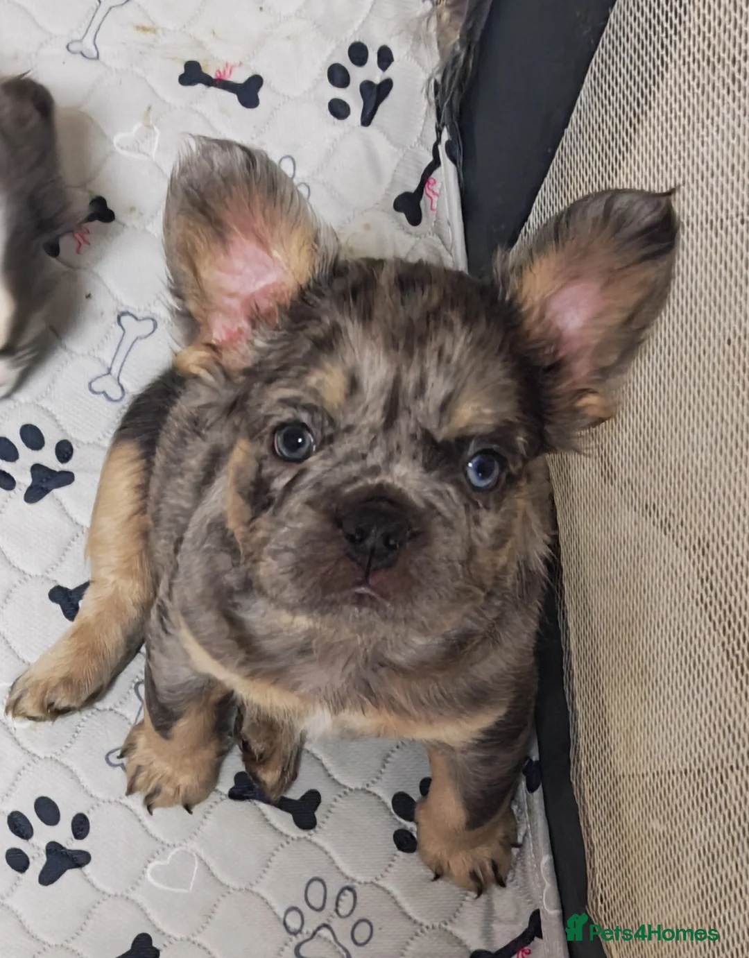 French Bulldog dogs for sale: Rare health tested french bulldogs  in Motherwell - Advert 1