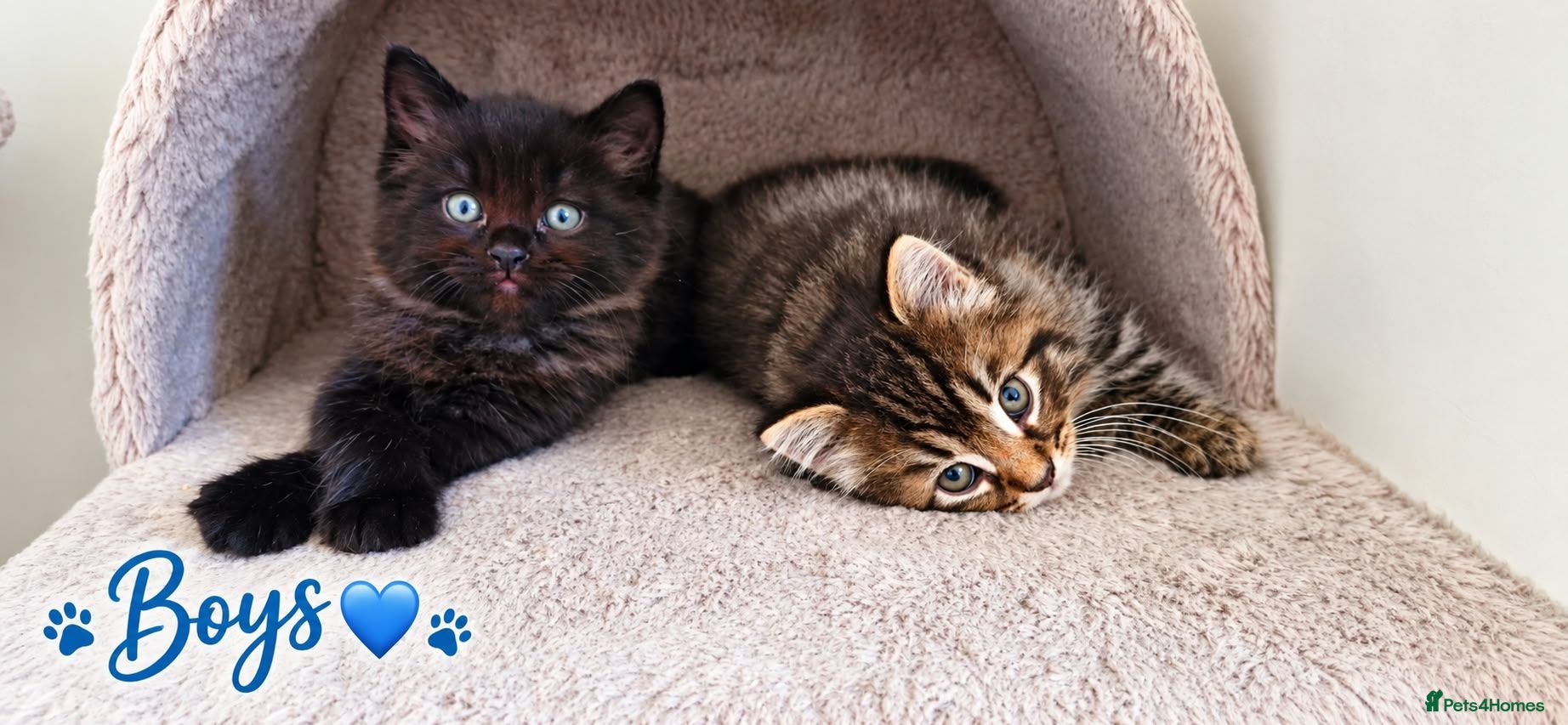 Mixed Breed cats Beautiful Ragdoll Mix Kittens.Ready 9th September  - Advert 1
