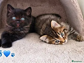 Mixed Breed cats Beautiful Ragdoll Mix Kittens.Ready 9th September - Advert 1