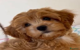 Cavapoo dogs for sale: 🩵 F1 Cavapoo puppies  in Darlington - Image 2