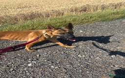 Mixed Breed dogs for sale: Belgium Malinios *DOG HANDLER ONLY* - Image 4