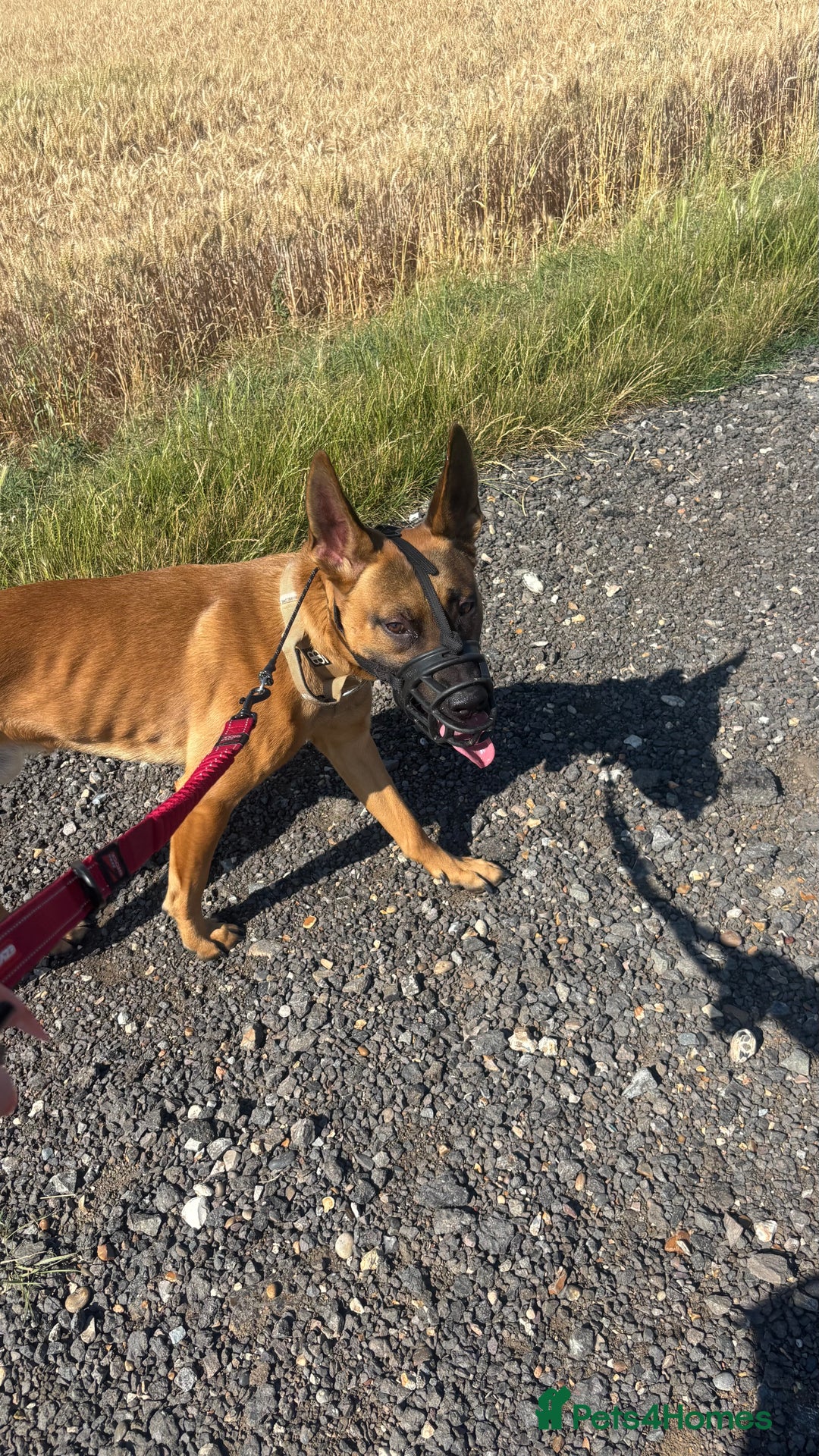 Mixed Breed dogs for sale: Belgium Malinios *DOG HANDLER ONLY* - Image 4