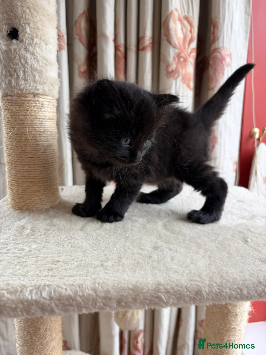 Mixed Breed cats for sale: Adorable kittens - Advert 1