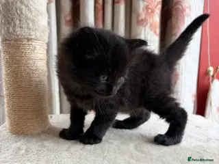 Mixed Breed cats Adorable kittens - Advert 5