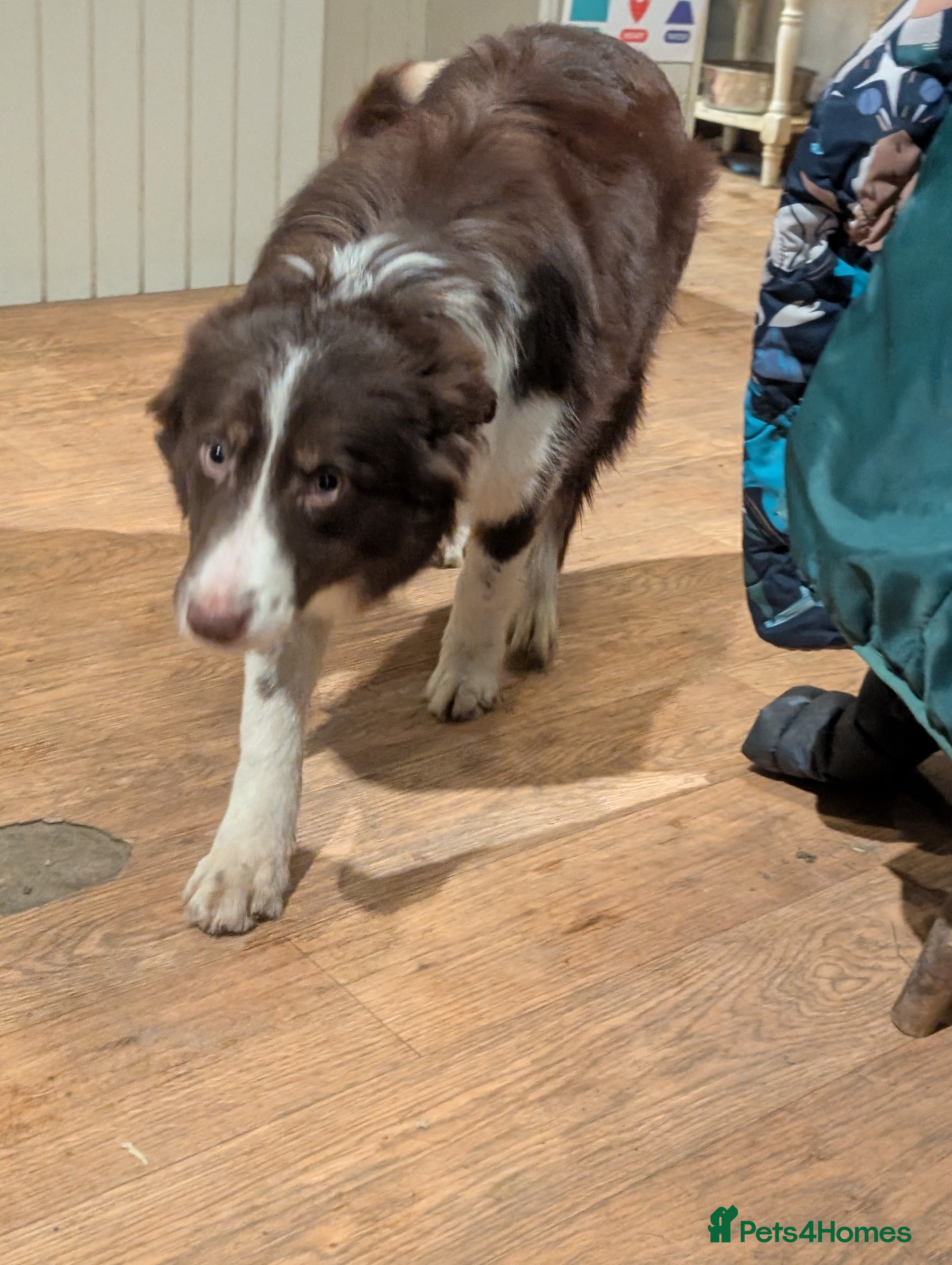 Border Collie dogs Sophie isds reg , red Tri bitch  - Advert 5