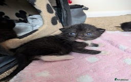 Mixed Breed cats for sale: Kittens  - Image 3