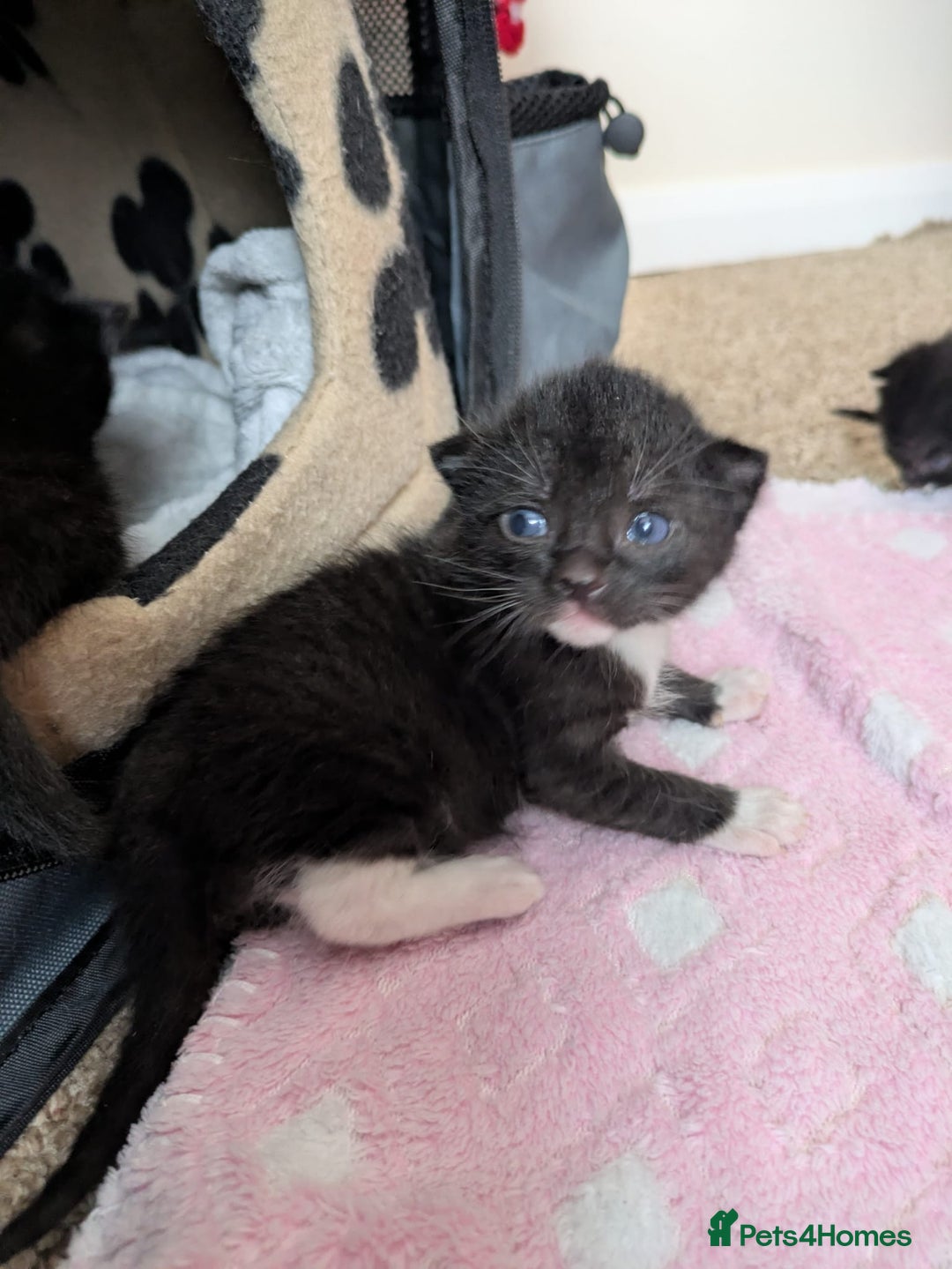 Mixed Breed cats for sale: Kittens  - Image 3