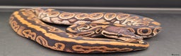 Python Snake reptiles for sale: Two males available - Advert 3