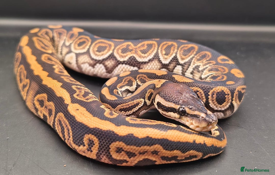 Python Snake reptiles for sale: Two males available - Advert 3