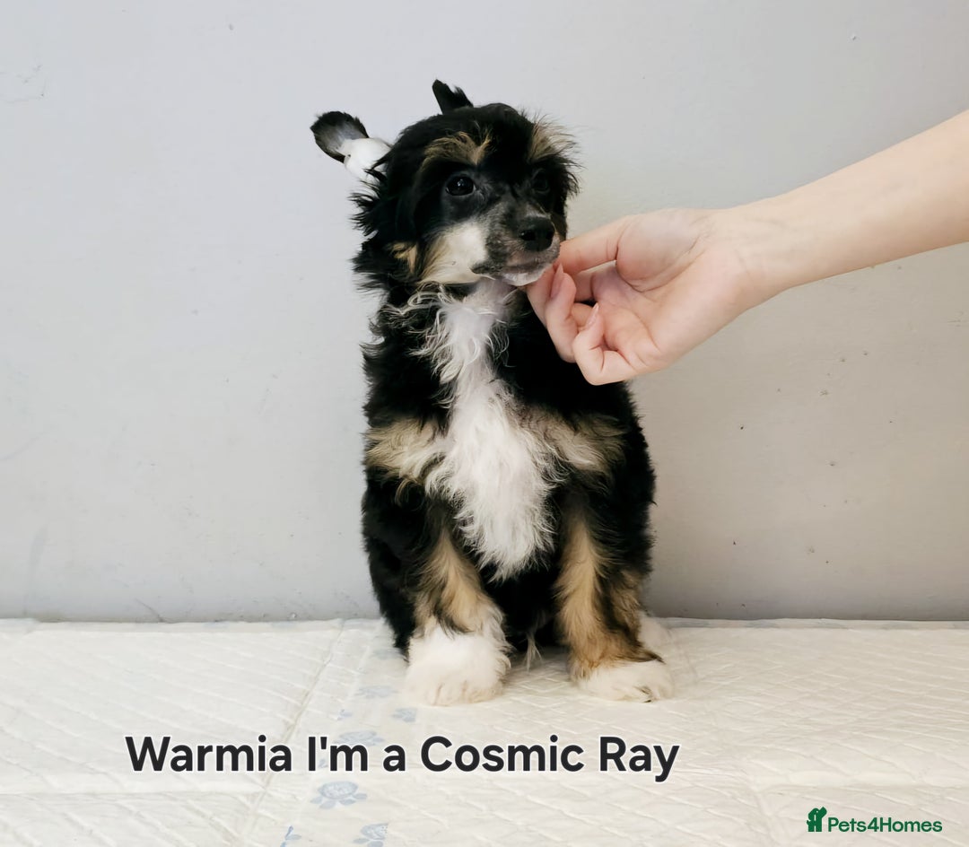 Chinese Crested dogs for stud: Julien INSOLITE FAMILIER import Pl  - Advert 8