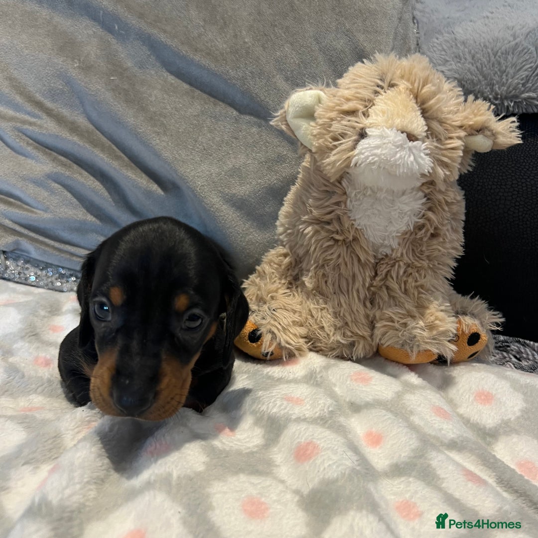 Dachshund dogs for sale: Standard smooth dachshunds from champion parents - Image 13