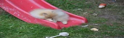 Pomeranian dogs for sale: Bentley – Beautiful Silver-Toned Pomeranian Boy 🐾 - Advert 9