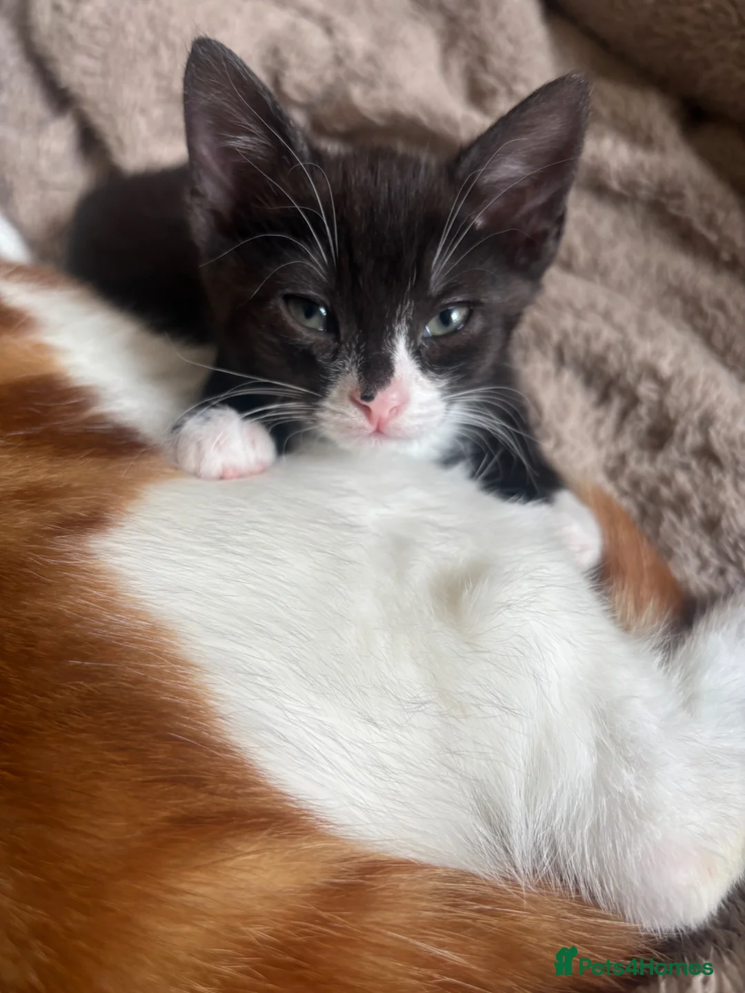 Mixed Breed cats for sale: Gorgeous Male Kitten  - Advert 8