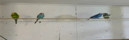 Budgerigars birds for sale: budgies 3+ years - Advert 6