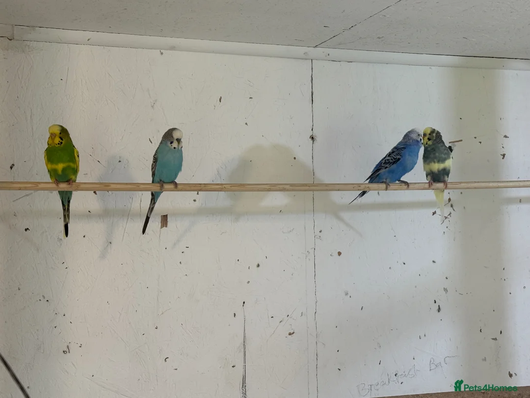 Budgerigars birds for sale: budgies 3+ years - Advert 6