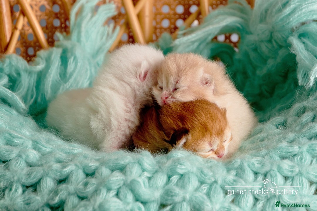 British Shorthair cats for sale: Show-Quality British Shorthair Kittens - Advert 3