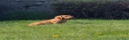 Mixed Breed dogs for sale: ALL REHOMED Vizslador Puppies  - Advert 13