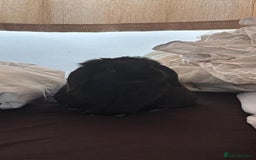 Mini Lop rabbits for sale: Mini lop boy - Image 3