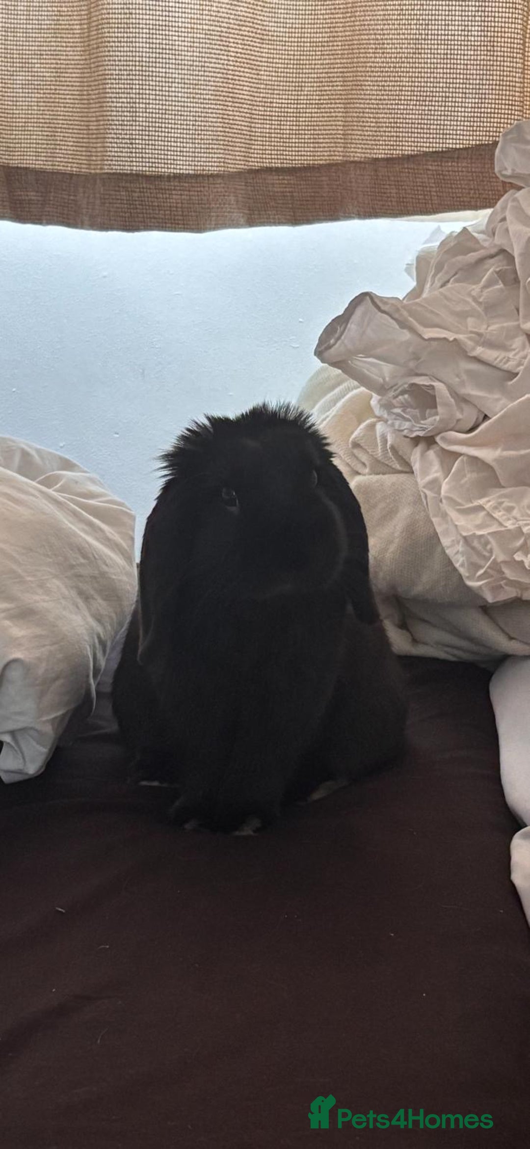 Mini Lop rabbits for sale: Mini lop boy - Image 3