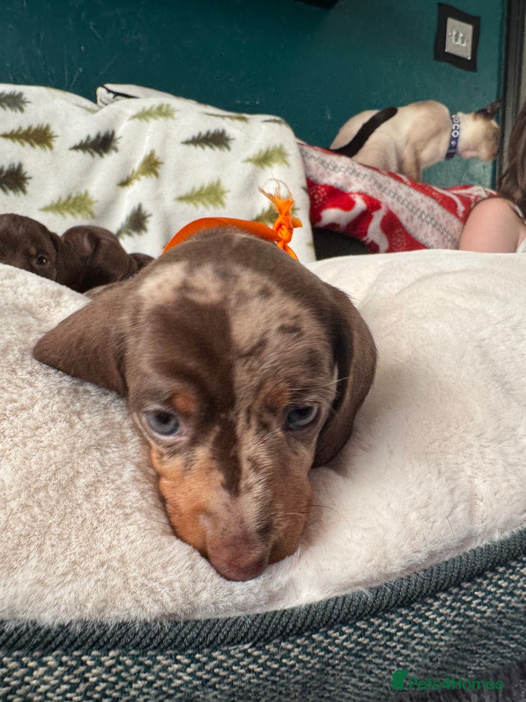 Miniature Dachshund dogs for sale: 6 KC registered miniature dachshund pupps  - Advert 21