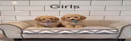Poochon dogs for sale: F1 Poochon puppies 🥰 - Advert 5