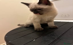 Mixed Breed cats for sale: 4 friendly kittens, ready now. - Image 2