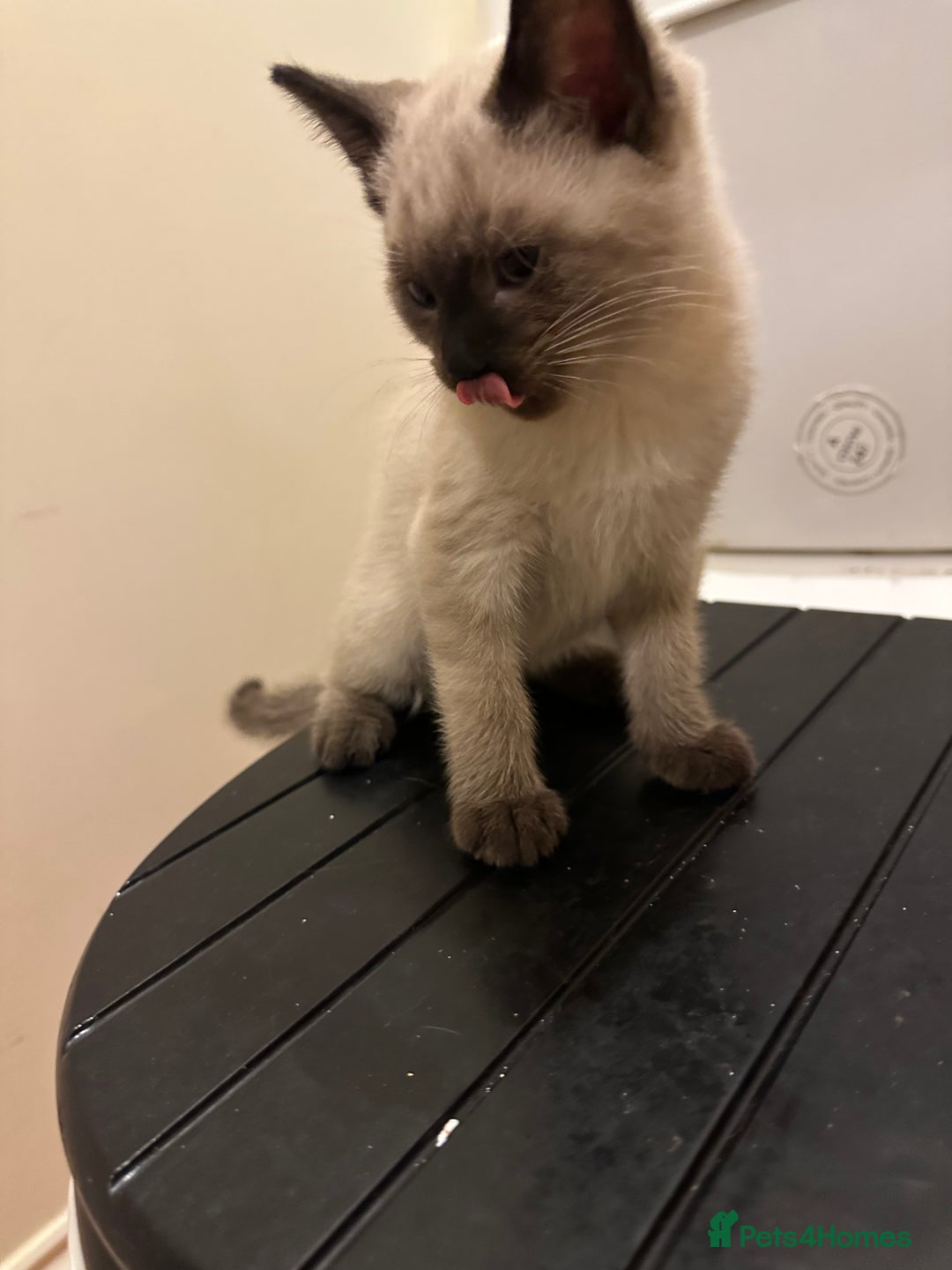 Mixed Breed cats for sale: 4 friendly kittens, ready now. - Image 2