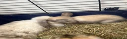 Mini Lop rabbits for sale: Gorgeous Mini Lop Bunnies - Advert 3