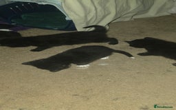 British Shorthair cats for sale: 2 tuxedo and 2 all black kittens for sale  - Image 3