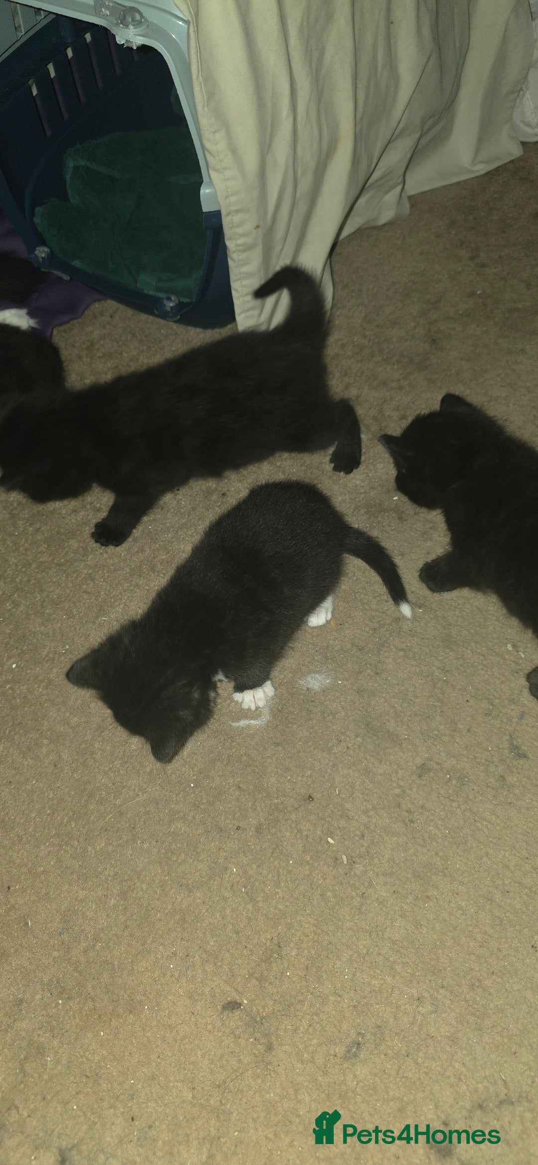 British Shorthair cats for sale: 2 tuxedo and 2 all black kittens for sale  - Image 3