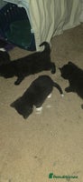 British Shorthair cats - Advert 10