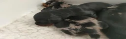 Miniature Dachshund dogs for sale: Beautiful litter of mini long coat Dachshunds  - Advert 5