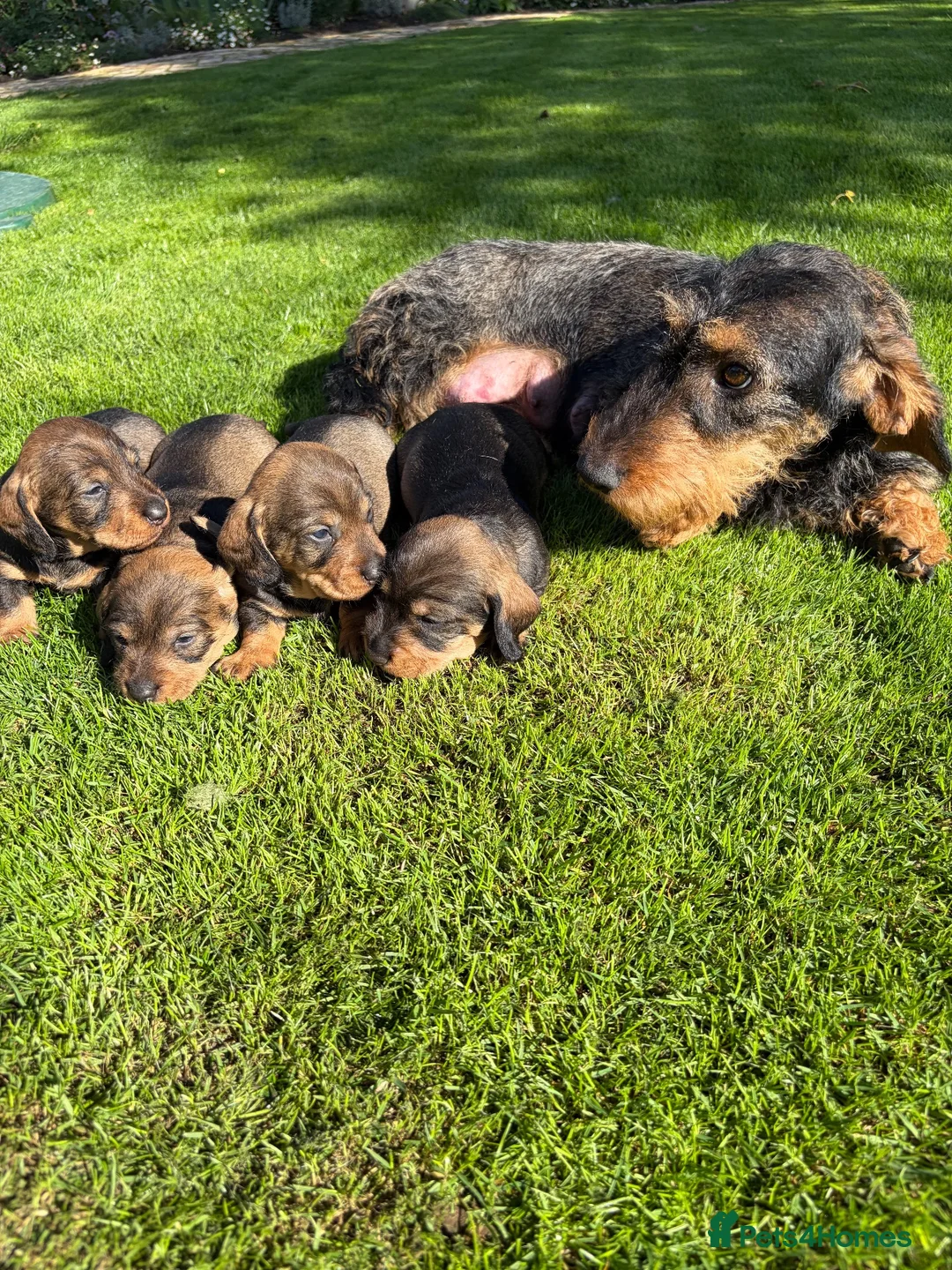 Dachshund dogs for sale: Standard wirehaired Dachsund puppies - Advert 1
