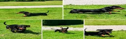 Miniature Dachshund dogs for sale: KC PRA Clear Champion lines Miniature Dachshunds - Advert 12