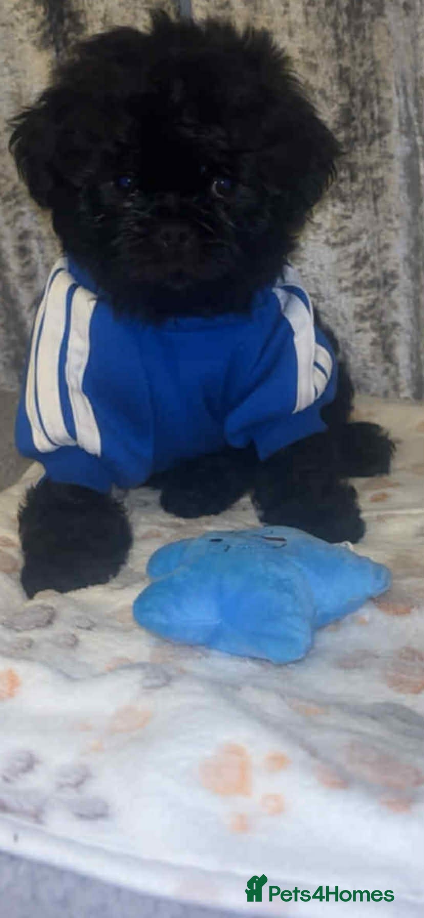 Shih Tzu dogs Shih Tzu Puppies For Sale - - Advert 6