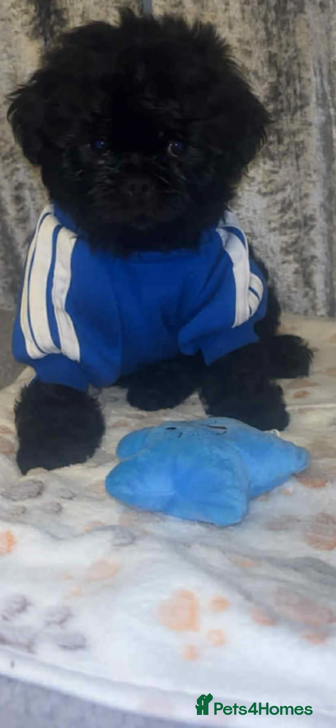 Shih Tzu dogs for sale: Shih Tzu Puppies For Sale - - Advert 1