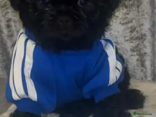 Shih Tzu dogs Shih Tzu Puppies For Sale - - Advert 6