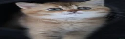 British Shorthair cats for sale: 💛 Beautiful Teddy Bear British Shorthair Girl 💛 - Advert 8