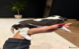 Cavapoo dogs for sale: Cavapoo (Cavalier Backcross) Puppies - Image 15